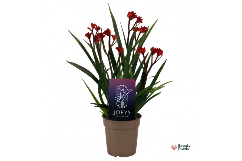 Anigozanthos Beauty Red® 