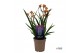 Anigozanthos Beauty Orange® 
