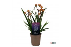 Anigozanthos Beauty Orange®