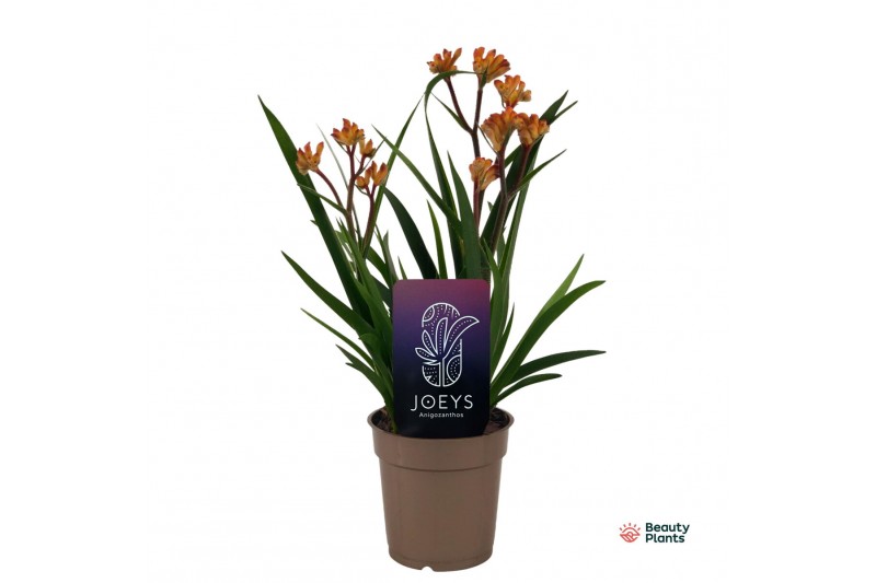 Anigozanthos Beauty Orange® 