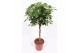 Schefflera arboricola gold capella vlechtstam 