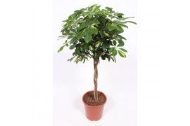 Schefflera arboricola gold capella vlechtstam
