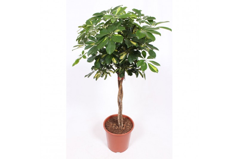 Schefflera arboricola gold capella vlechtstam Schefflera arboricola gold capella vlechtstam