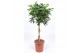 Schefflera arboricola compacta vlechtstam 