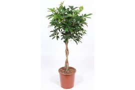 Schefflera arboricola compacta vlechtstam