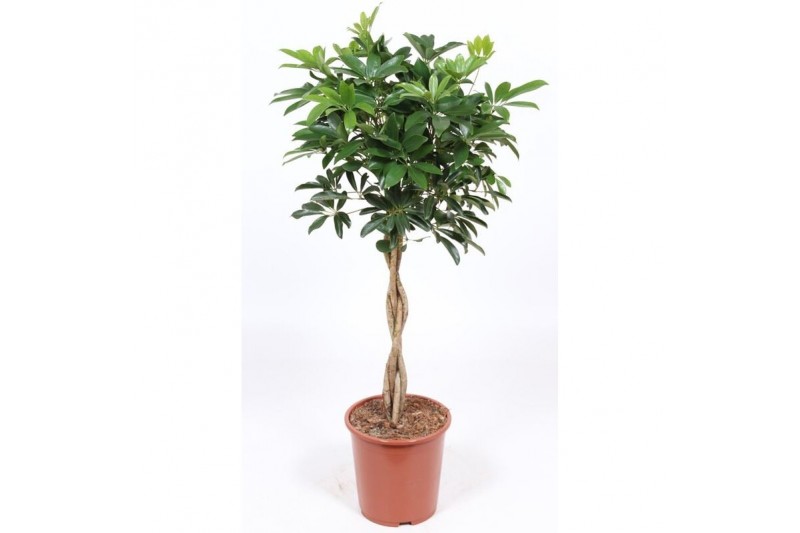 Schefflera arboricola compacta vlechtstam Schefflera arboricola compacta vlechtstam