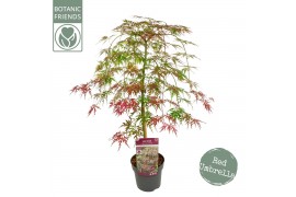 Acer palmatum dissectum atropurpureum