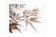Acer palmatum dissectum atropurpureum 