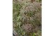 Acer palmatum dissectum atropurpureum 