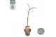 Acer palmatum dissectum atropurpureum 