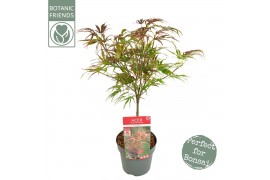 Acer palmatum pevé dave extra kwaliteit