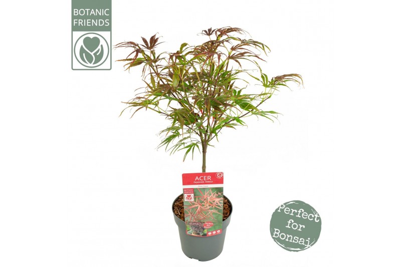 Acer palmatum pevé dave extra kwaliteit 
