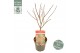 Acer palmatum pevé dave extra kwaliteit 