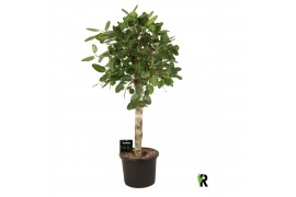 Ficus benghalensis audrey bol op stam