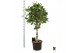Ficus benghalensis audrey bol op stam 