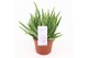 Aloe vera barbadensis vertakt 