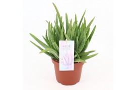 Aloe vera barbadensis vertakt
