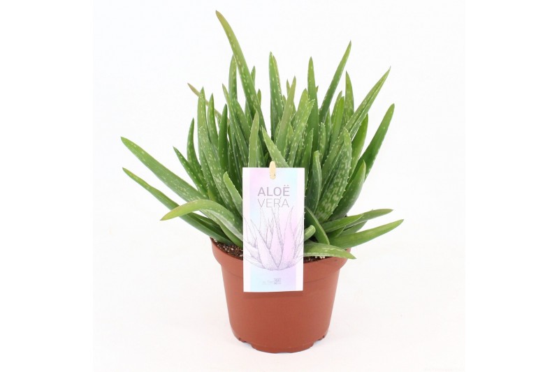 Aloe vera barbadensis vertakt 