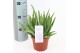 Aloe vera barbadensis vertakt 
