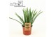 Aloe vera barbadensis vertakt 