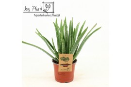 Aloe vera barbadensis vertakt
