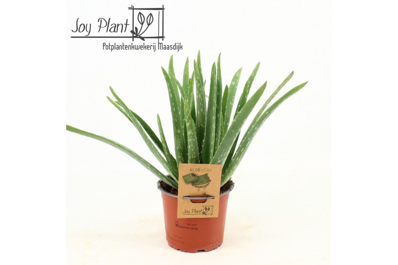Aloe vera barbadensis vertakt 