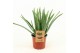 Aloe vera barbadensis vertakt 