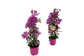 Bougainvillea sanderiana