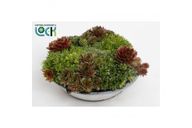 Sempervivum arrangementen mix in zinken schaal