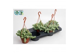 Sedum burrito morganianum hp