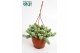 Sedum burrito morganianum hp 