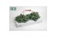 Sedum burrito morganianum hp 