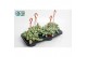 Sedum burrito morganianum hp 