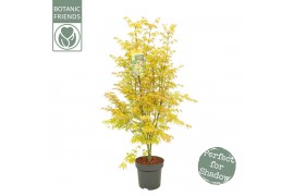 Acer palmatum orange dream
