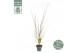 Acer palmatum orange dream 