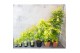 Acer palmatum orange dream 