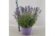 Lavandula hidcote angustifolia 
