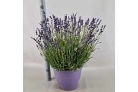 Lavandula hidcote angustifolia
