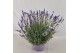 Lavandula hidcote angustifolia 