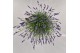 Lavandula hidcote angustifolia 