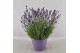 Lavandula hidcote angustifolia 
