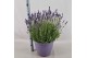 Lavandula hidcote angustifolia 