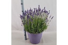 Lavandula hidcote angustifolia