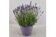 Lavandula hidcote angustifolia 