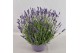 Lavandula hidcote angustifolia 