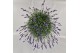 Lavandula hidcote angustifolia 