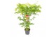 Acer palm.sangokaku 