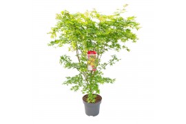 Acer palm.sangokaku