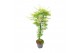 Acer palmatum emerald lace 