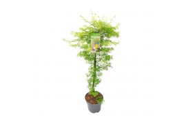 Acer palmatum emerald lace